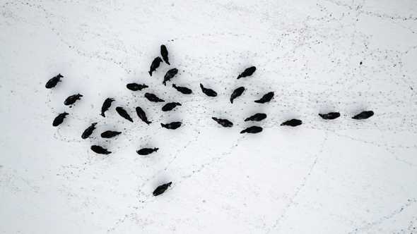 cows in fresh snow